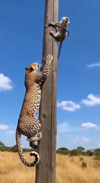 Format:
Vertical 9:16 wildlife-style video, 6–8 se